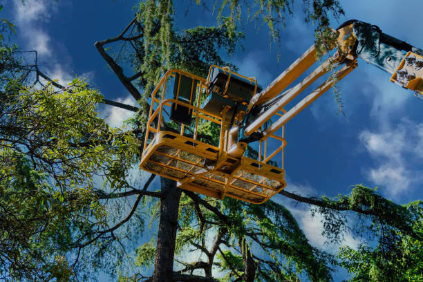 Best Tree Pruning Services  in Arden Arde, CA